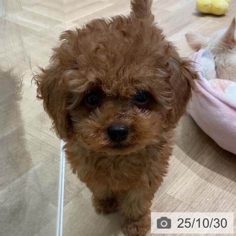 三重県のトイプードル(トイ) (ペットプラス 四日市泊店/2025年8月21日生まれ/男の子/レッド)の子犬の3枚目の画像