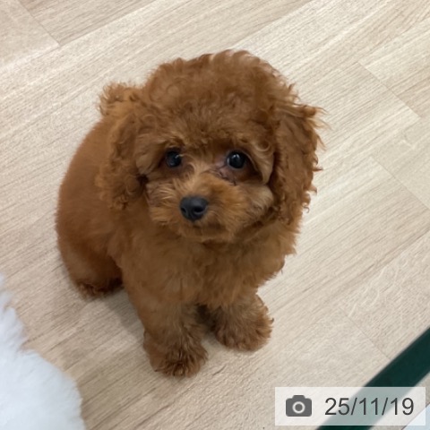 トイ・プードルの写真