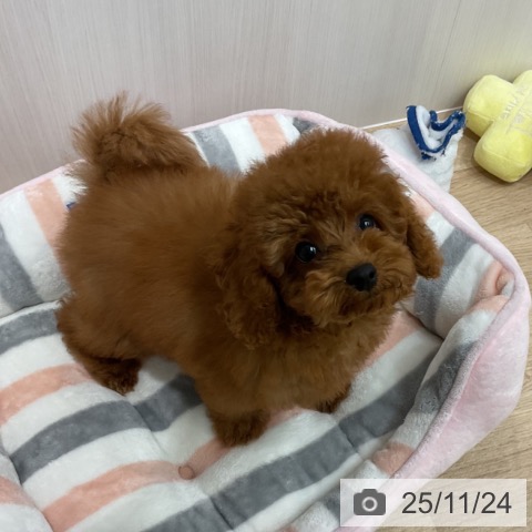 愛知県のトイプードル(トイ) (ペットプラス 東浦店/2025年8月21日生まれ/男の子/レッド)の子犬の4枚目の画像