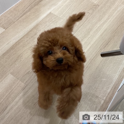 愛知県のトイプードル(トイ) (ペットプラス 東浦店/2025年8月21日生まれ/男の子/レッド)の子犬の3枚目の画像