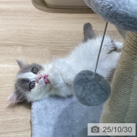 愛知県のマンチカン (ペットプラス 千音寺店/2025年8月22日生まれ/男の子/ブルーホワイト)の子猫の4枚目の画像