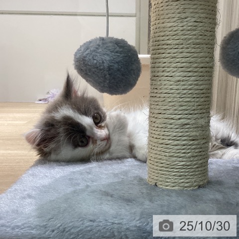 愛知県のマンチカン (ペットプラス 千音寺店/2025年8月22日生まれ/男の子/ブルーホワイト)の子猫の3枚目の画像