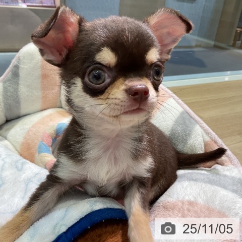 三重県のチワワ(ロング) (ペットプラス 四日市泊店/2025年8月23日生まれ/女の子/チョコレートタンホワイト)の子犬の4枚目の画像