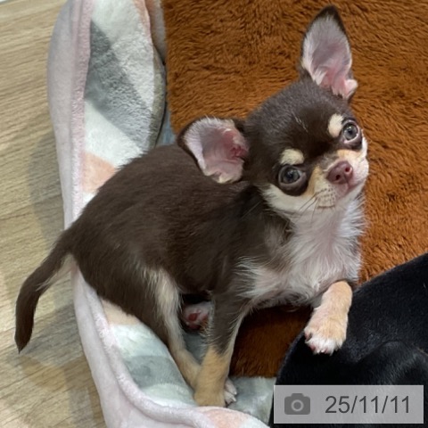 三重県のチワワ(ロング) (ペットプラス 四日市泊店/2025年8月23日生まれ/女の子/チョコレートタンホワイト)の子犬の3枚目の画像