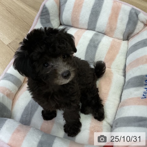 トイ・プードルの写真