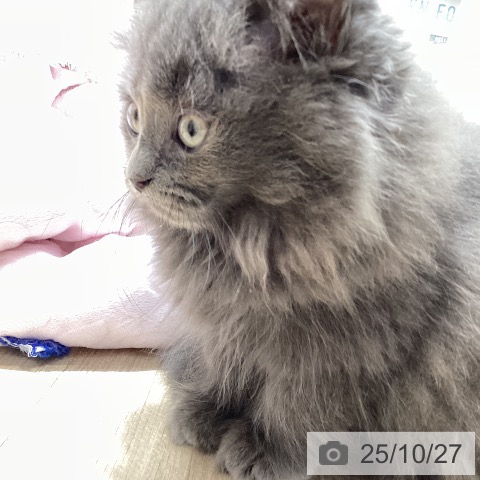 ラガマフィンの写真