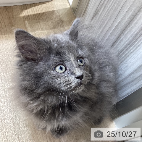 ラガマフィンの写真