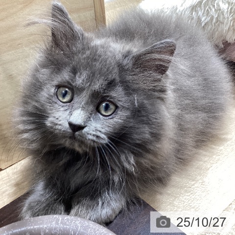 ラガマフィンの写真