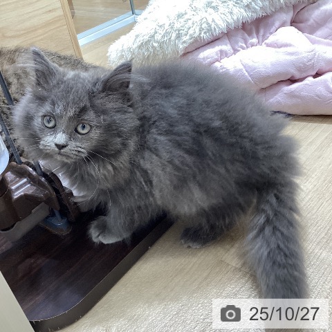 ラガマフィンの写真