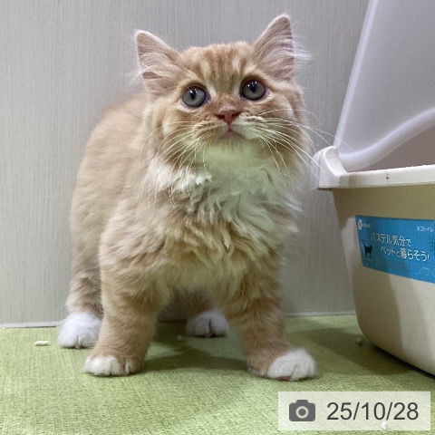 スコティッシュフォールドの写真