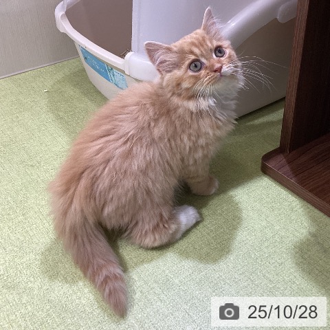 スコティッシュフォールドの写真