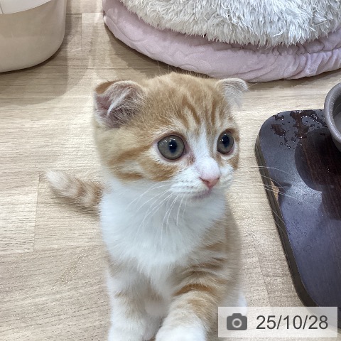 スコティッシュフォールドの写真