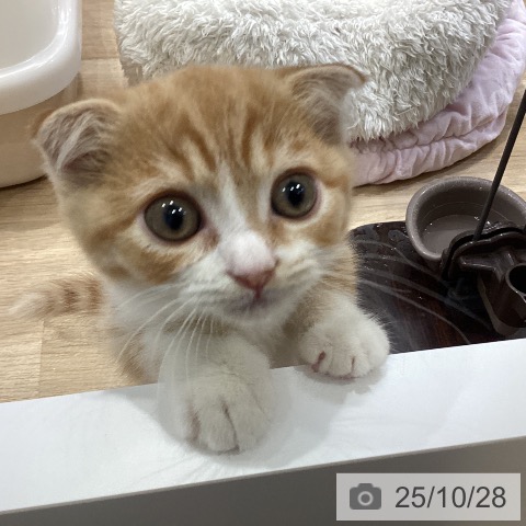 スコティッシュフォールドの写真