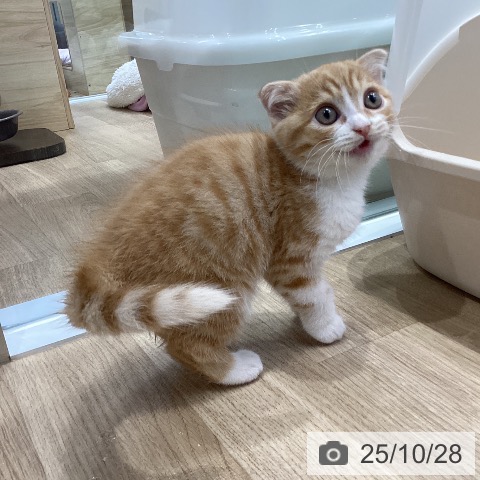 スコティッシュフォールドの写真