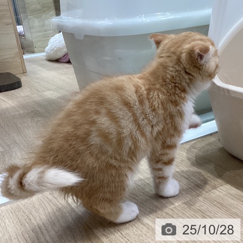 スコティッシュフォールドの写真