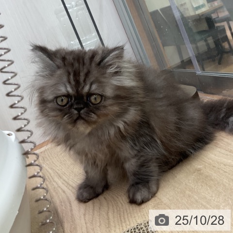 エキゾチックの写真