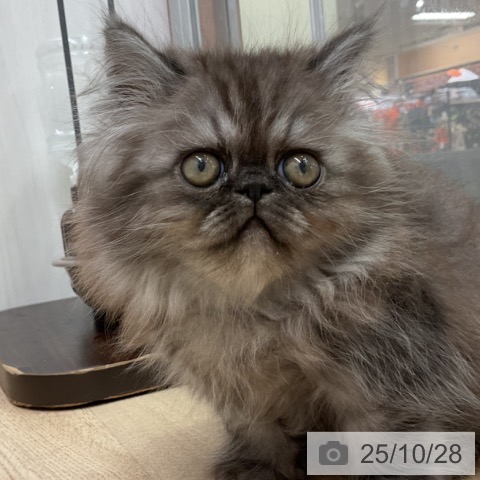 エキゾチックの写真