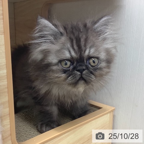 エキゾチックの写真