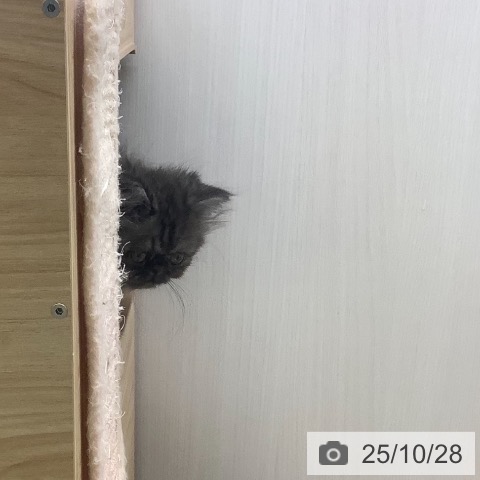 エキゾチックの写真