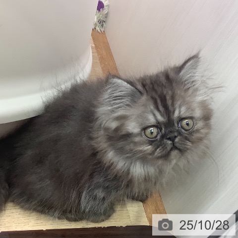 エキゾチックの写真