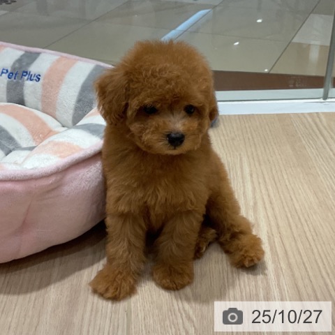 トイ・プードルの写真