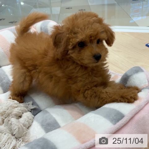 トイ・プードルの写真