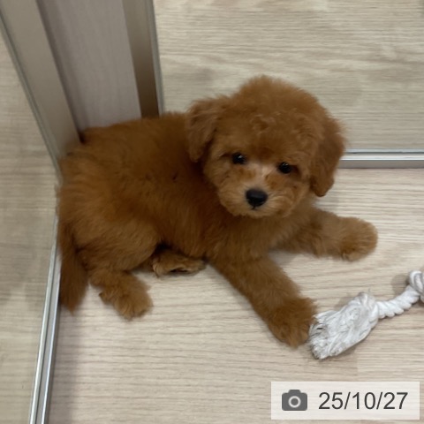 トイ・プードルの写真