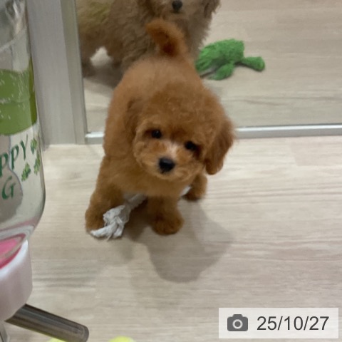 トイ・プードルの写真