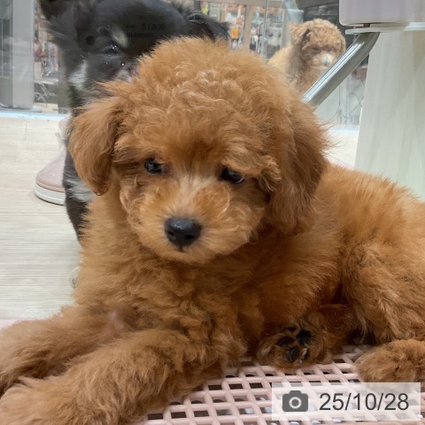 トイ・プードルの写真