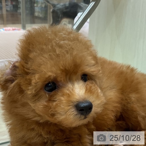 トイ・プードルの写真