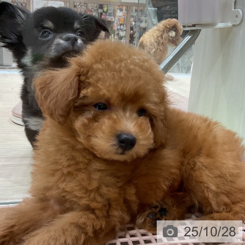 トイ・プードルの写真