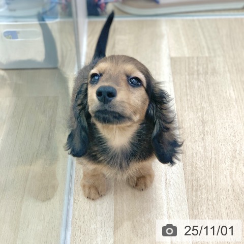 ミニチュア・ダックスフンドの写真