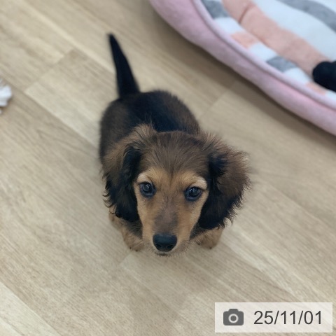 ミニチュア・ダックスフンドの写真