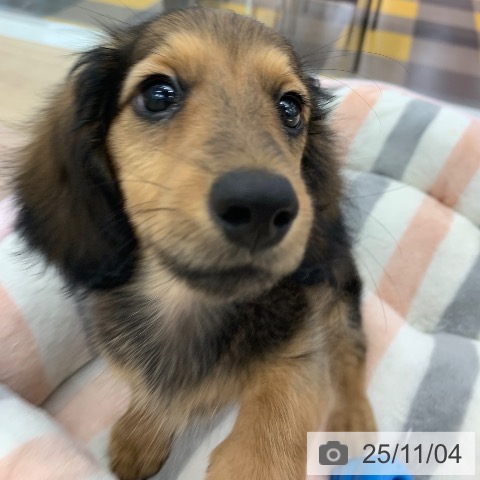 ミニチュア・ダックスフンドの写真