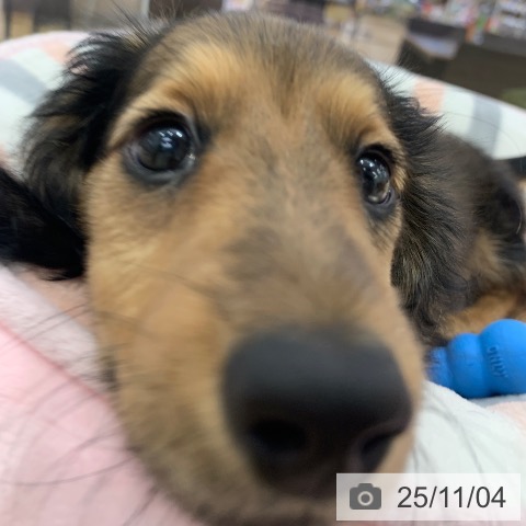 ミニチュア・ダックスフンドの写真