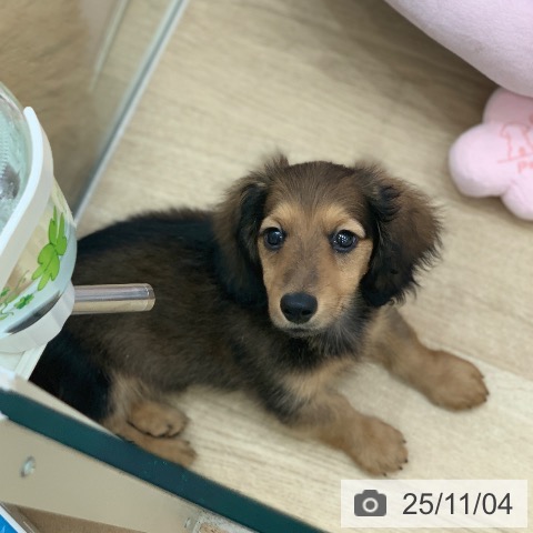 ミニチュア・ダックスフンドの写真