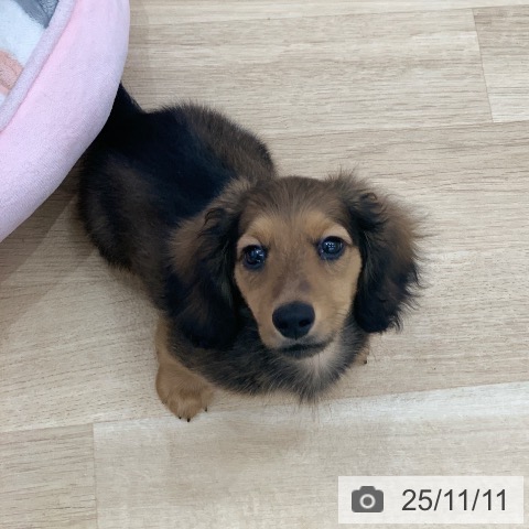 ミニチュア・ダックスフンドの写真