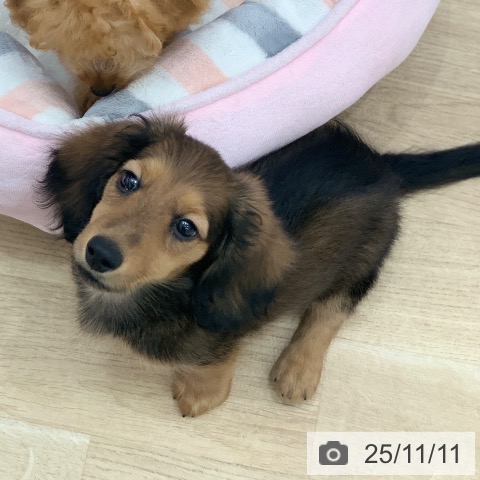 ミニチュア・ダックスフンドの写真