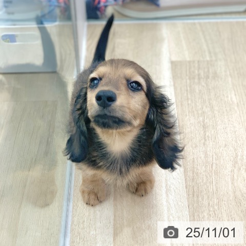 ミニチュア・ダックスフンドの写真