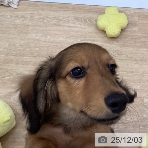 三重県のミニチュアダックスフンド(ロング) (ペットプラス 四日市泊店/2025年8月27日生まれ/男の子/シェーデットレッド)の子犬の4枚目の画像