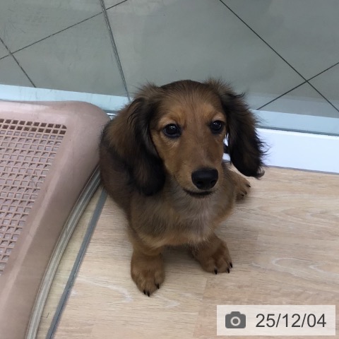 三重県のミニチュアダックスフンド(ロング) (ペットプラス 四日市泊店/2025年8月27日生まれ/男の子/シェーデットレッド)の子犬の3枚目の画像