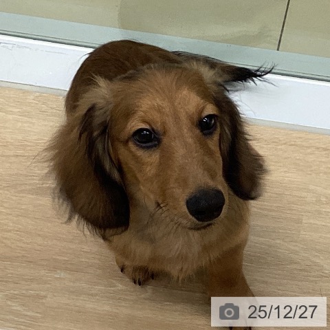 三重県のミニチュアダックスフンド(ロング) (ペットプラス 四日市泊店/2025年8月27日生まれ/男の子/シェーデットレッド)の子犬の3枚目の画像