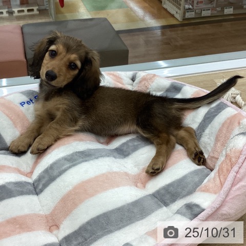 ミニチュア・ダックスフンドの写真