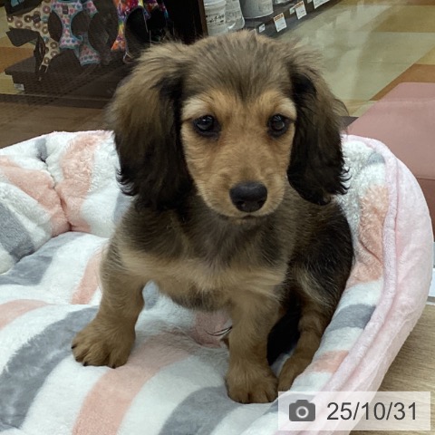 ミニチュア・ダックスフンドの写真