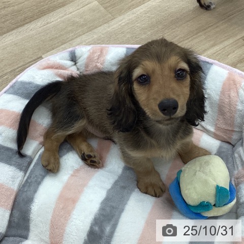 ミニチュア・ダックスフンドの写真