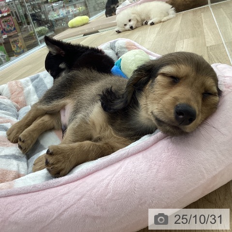 ミニチュア・ダックスフンドの写真