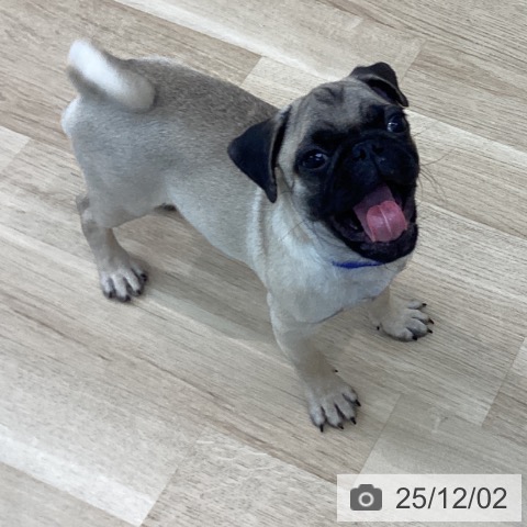 神奈川県のパグ (ペットプラス 相模原並木店/2025年8月24日生まれ/男の子/フォーン)の子犬の4枚目の画像