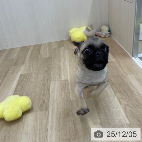 神奈川県のパグ (ペットプラス 相模原並木店/2025年8月24日生まれ/男の子/フォーン)の子犬の3枚目の画像