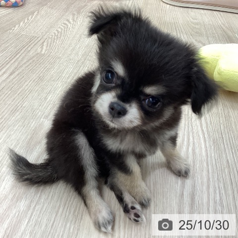 愛知県のチワワ(ロング) (ペットプラス 豊橋牧野店/2025年8月27日生まれ/男の子/ブラックタン)の子犬の3枚目の画像