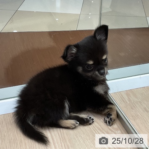 愛知県のチワワ(ロング) (ペットプラス 千種店/2025年8月27日生まれ/女の子/ブラックタン)の子犬の4枚目の画像